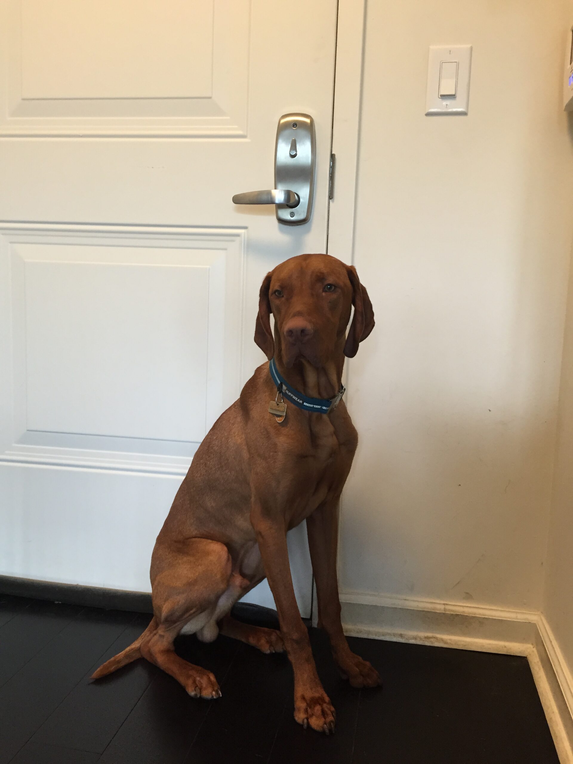 A Hungarian Vizslas